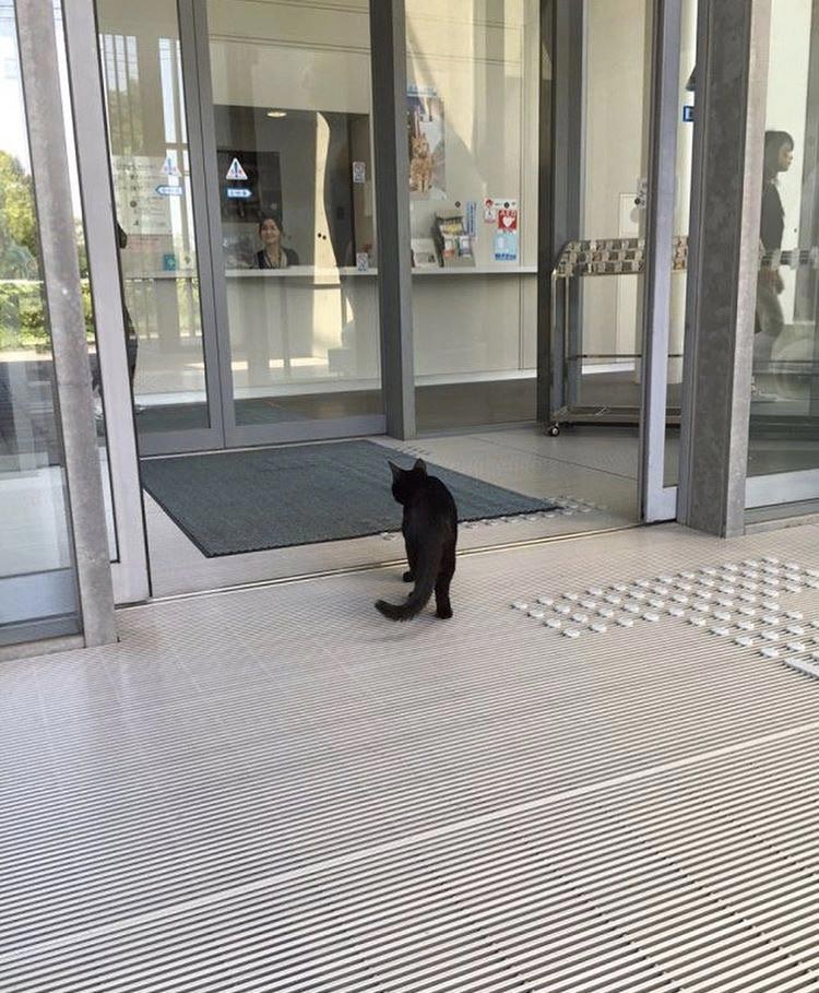 смешные животные 2017 года, смешные истории животных, смешны случаи с животными