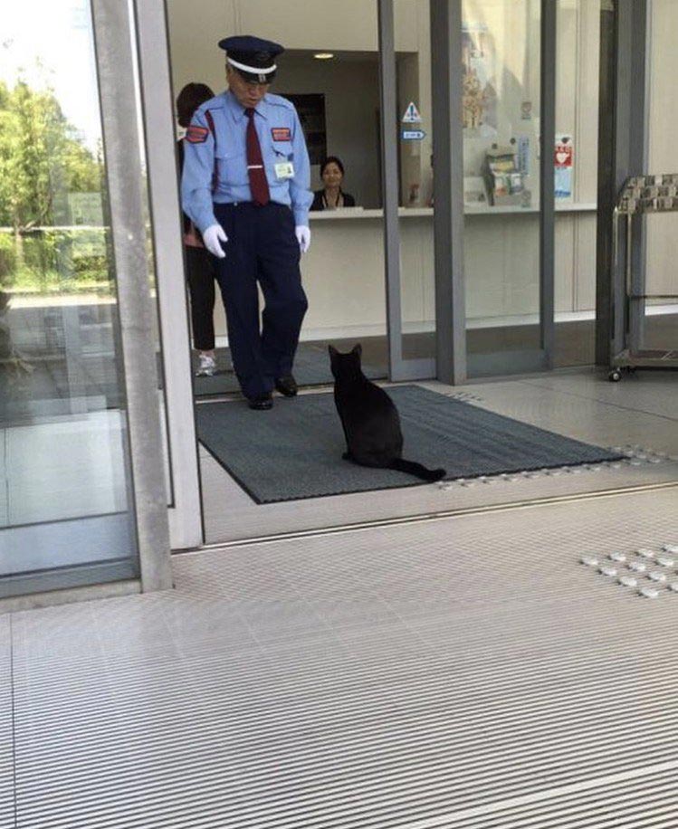 смешные животные 2017 года, смешные истории животных, смешны случаи с животными