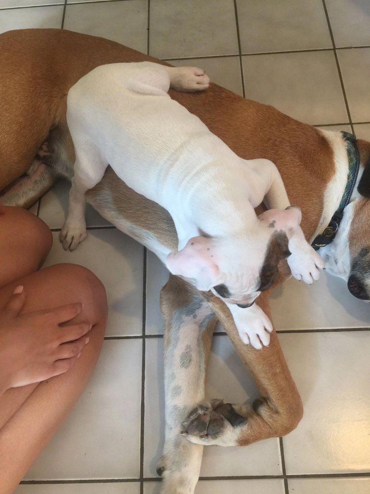 смешные животные 2017 года, смешные истории животных, смешны случаи с животными