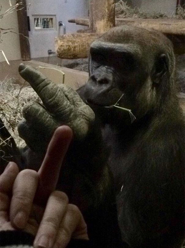 невероятные случаи, невероятные истории, реальные истории произошли, невероятные истории произошли на самом деле