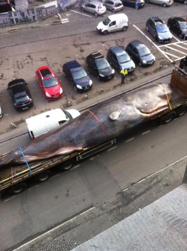 невероятные случаи, невероятные истории, реальные истории произошли, невероятные истории произошли на самом деле