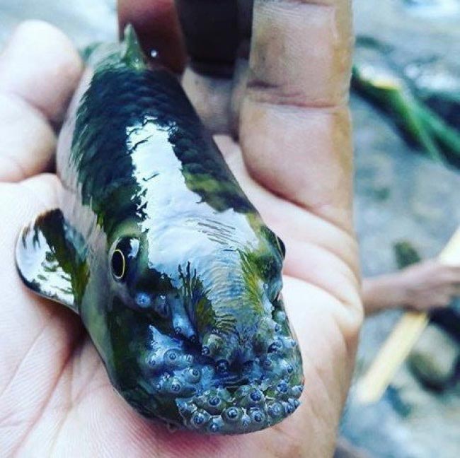 Люди не могли разгадать, что это за вещи, но знатоки из интернета пришли на помощь странные и пугающие находки, люди нашли странные находки