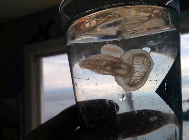 Люди не могли разгадать, что это за вещи, но знатоки из интернета пришли на помощь странные и пугающие находки, люди нашли странные находки