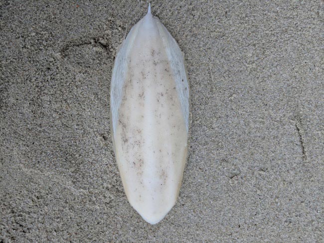 Люди не могли разгадать, что это за вещи, но знатоки из интернета пришли на помощь странные и пугающие находки, люди нашли странные находки