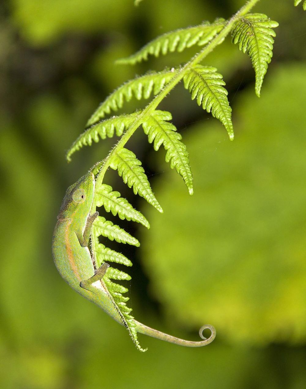 животные камуфляж, животные цвета идеально подходят к среде обитания