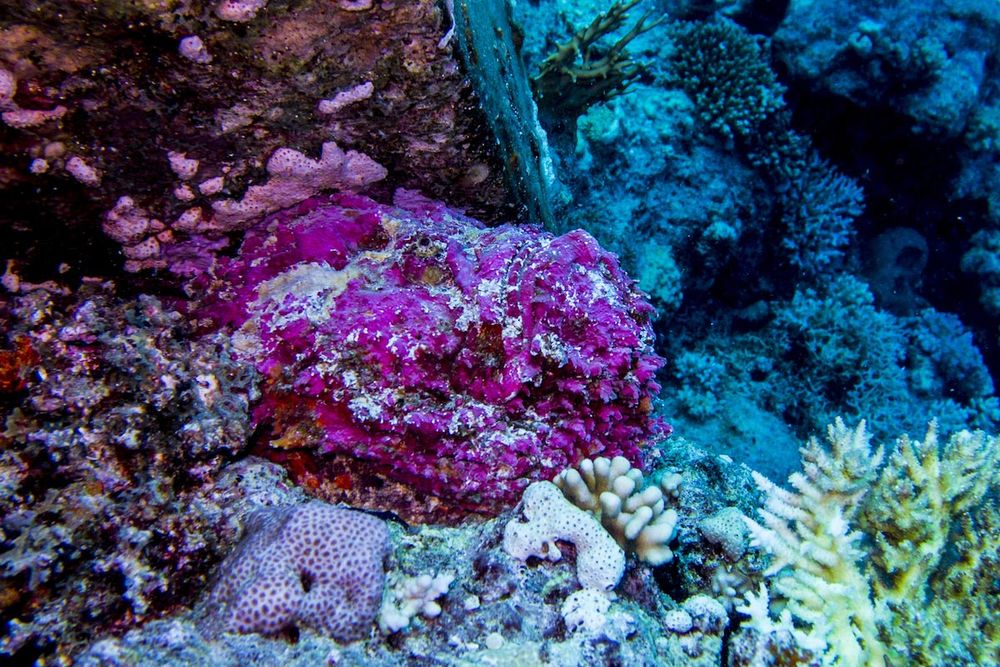 животные камуфляж, животные цвета идеально подходят к среде обитания