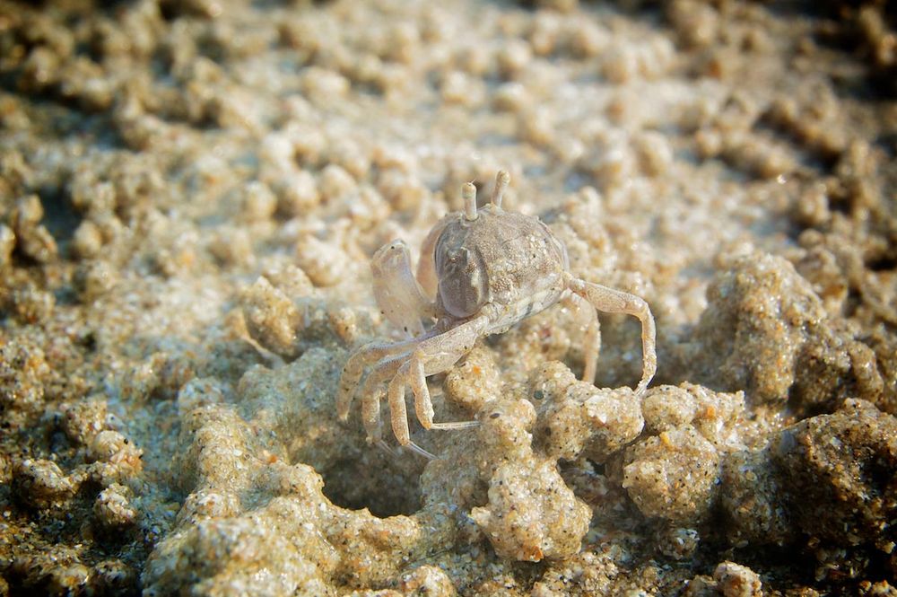 животные камуфляж, животные цвета идеально подходят к среде обитания