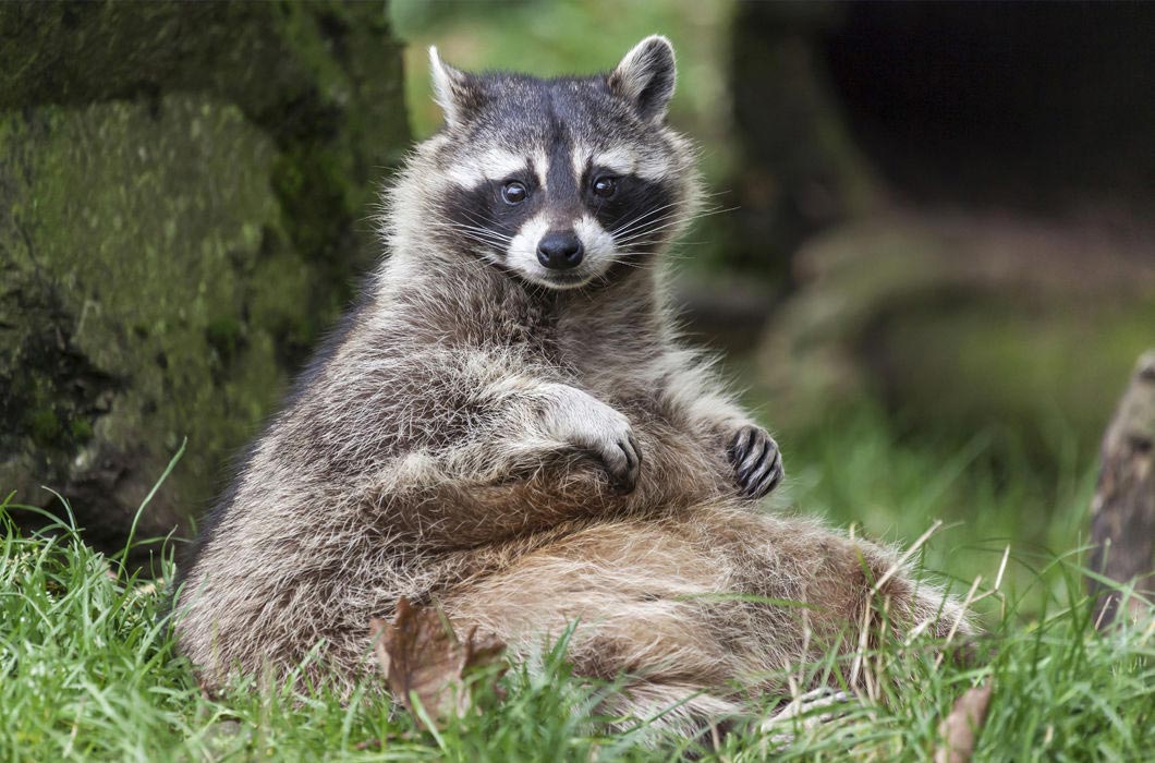 растолстевшие животные, толстые животные 