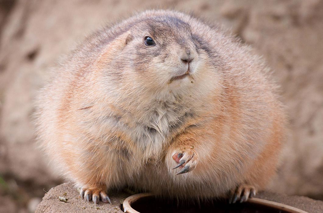 растолстевшие животные, толстые животные 