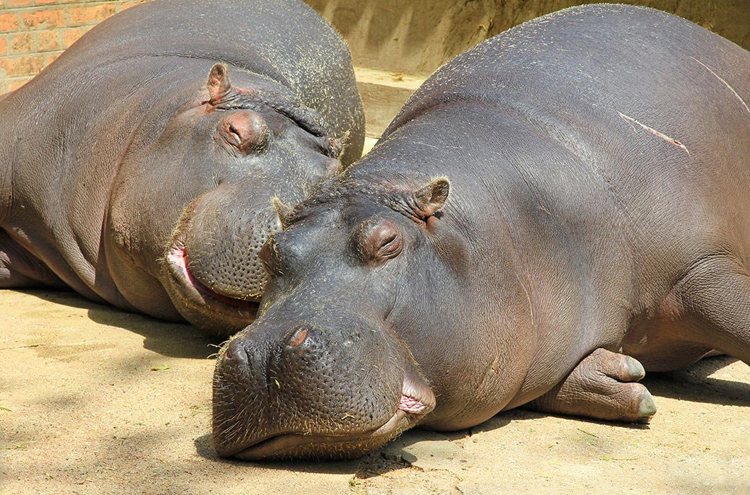 растолстевшие животные, толстые животные 