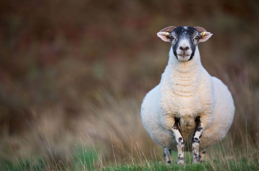 растолстевшие животные, толстые животные 