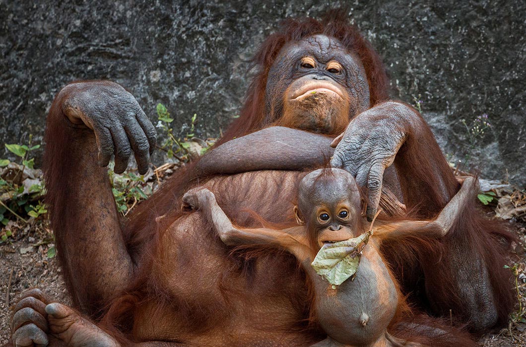 растолстевшие животные, толстые животные 