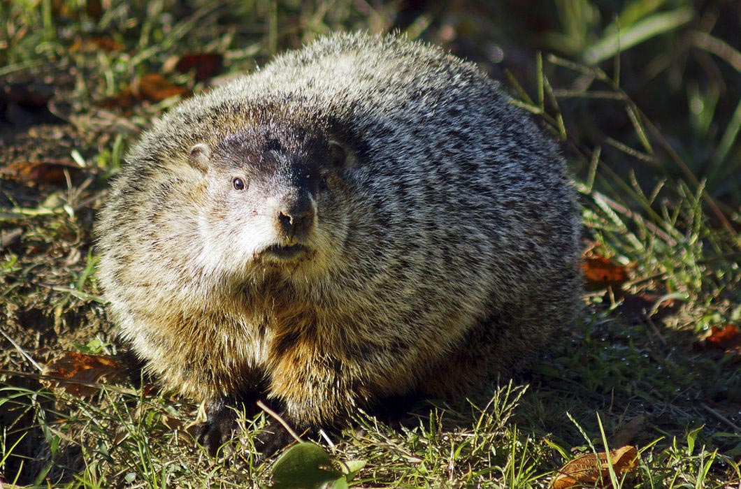 растолстевшие животные, толстые животные 