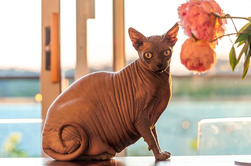 растолстевшие животные, толстые животные 