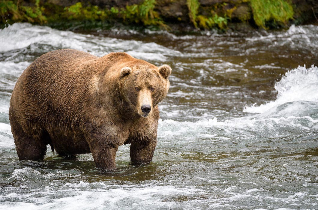 растолстевшие животные, толстые животные 