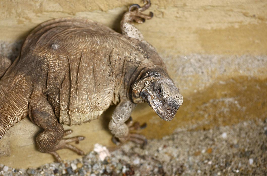 растолстевшие животные, толстые животные 