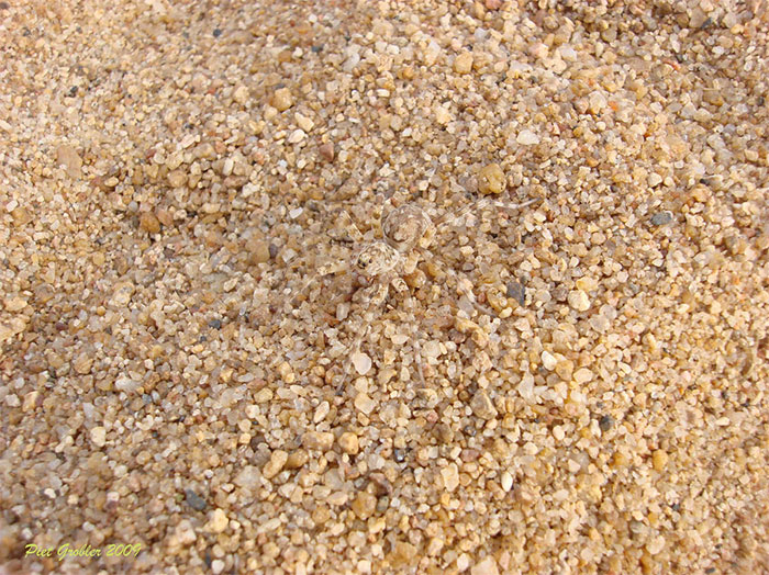 камуфляж животных, животный камуфляж, мастера маркировки 