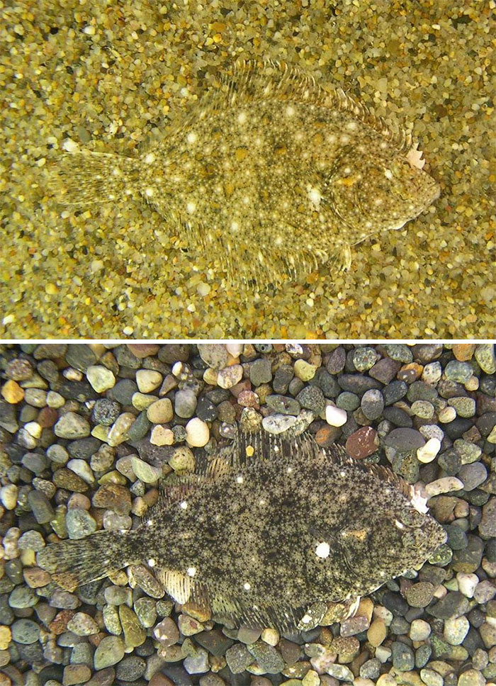 камуфляж животных, животный камуфляж, мастера маркировки 