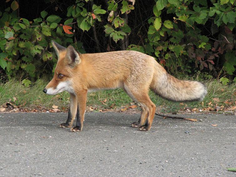 животные без шеи, какими бы были животные без шеи