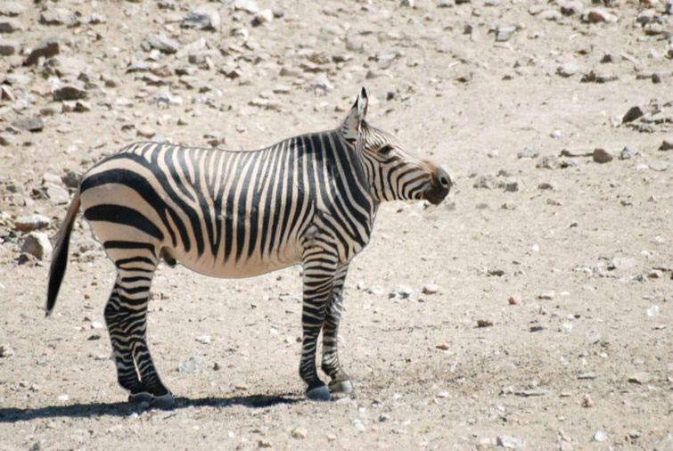 животные без шеи, какими бы были животные без шеи