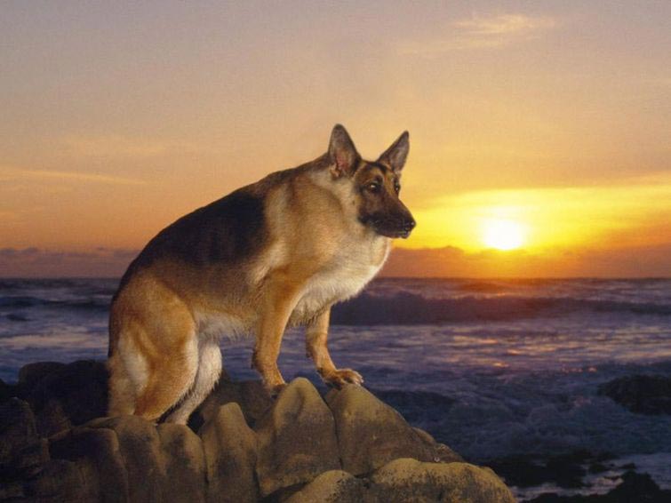 животные без шеи, какими бы были животные без шеи