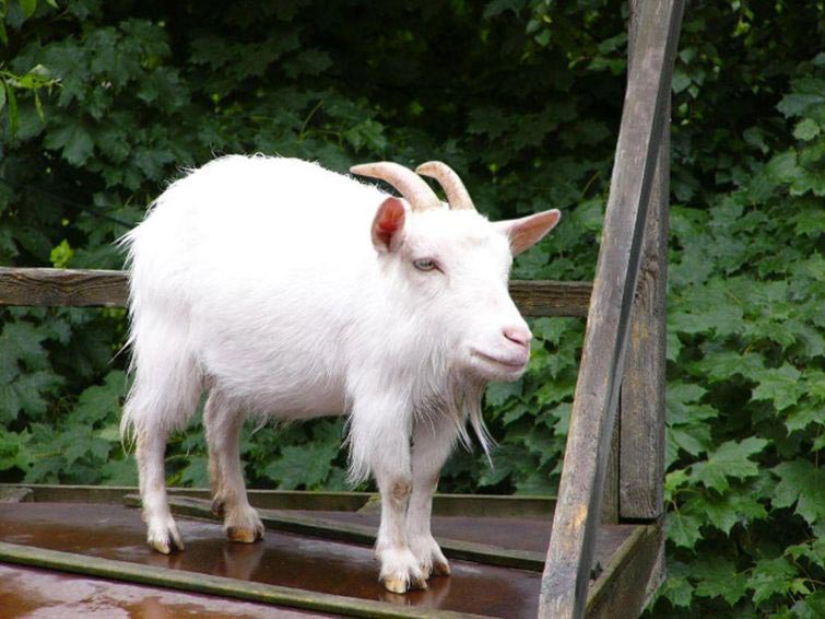 животные без шеи, какими бы были животные без шеи