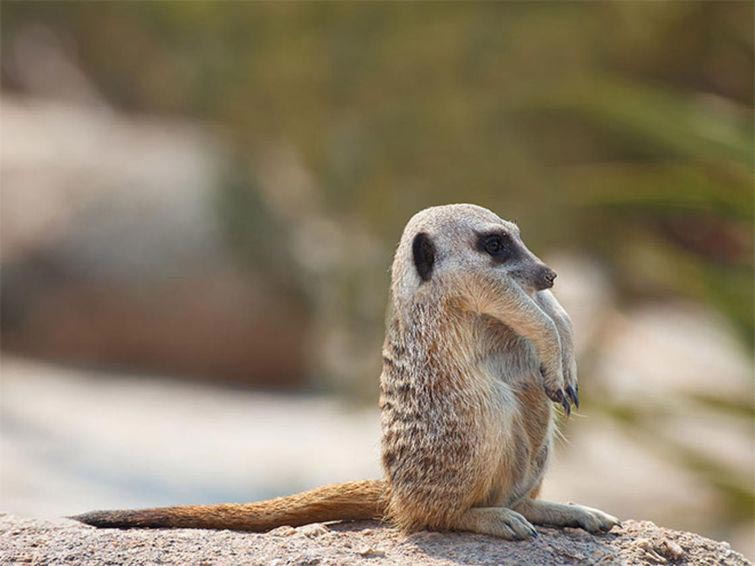 животные без шеи, какими бы были животные без шеи