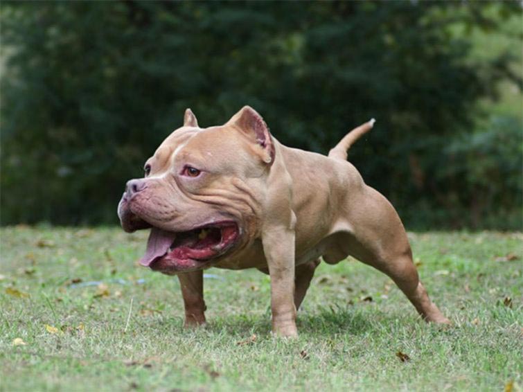 животные без шеи, какими бы были животные без шеи