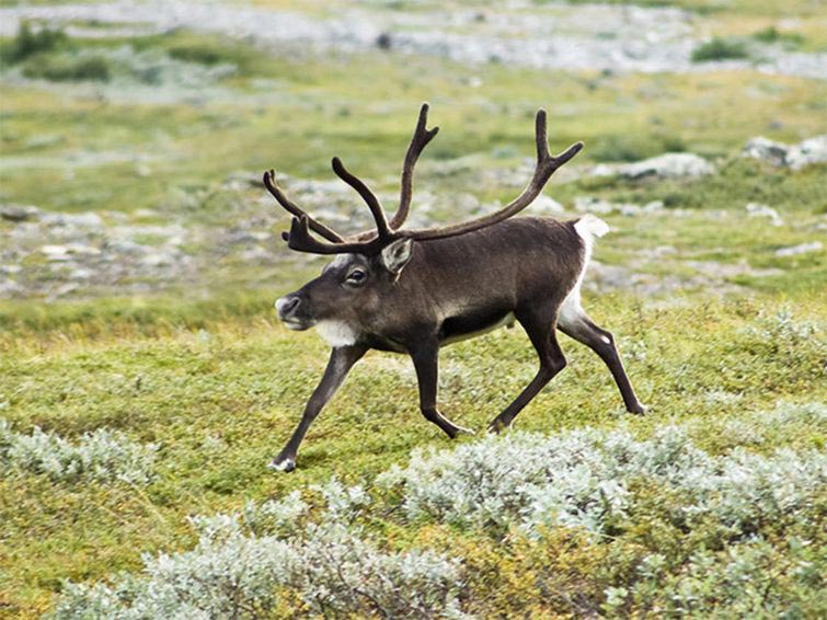 животные без шеи, какими бы были животные без шеи