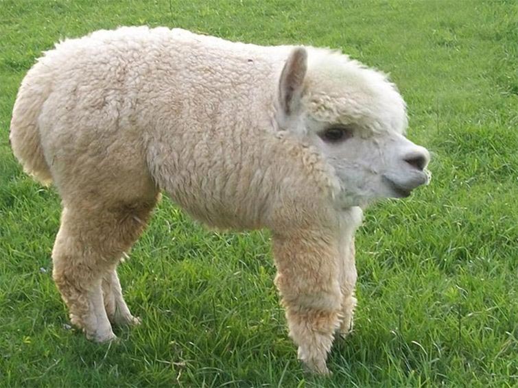 животные без шеи, какими бы были животные без шеи