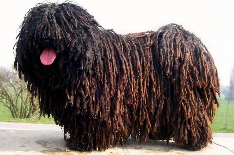 костюм на Хэллоуин для собаки, костюм на Хэллоуин собака, костюм для животных на Хэллоуин, смешные костюмы животных