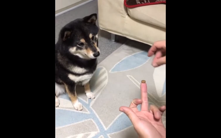 реакция собаки на фокус, реакция собаки на фокус видео, фокус с исчезновением, фокус животные