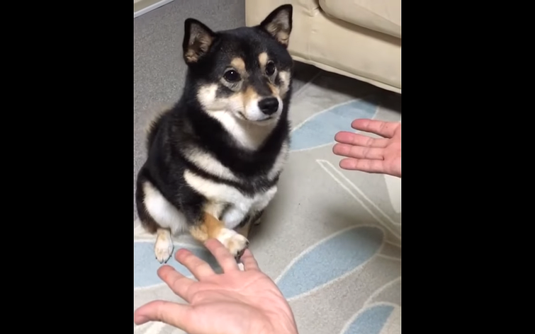 реакция собаки на фокус, реакция собаки на фокус видео, фокус с исчезновением, фокус животные