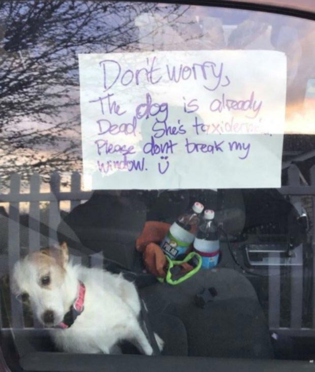 собака стала популярной после смерти, чучело собаки популярность, моя мёртвая собака и я,  My dead dog and me