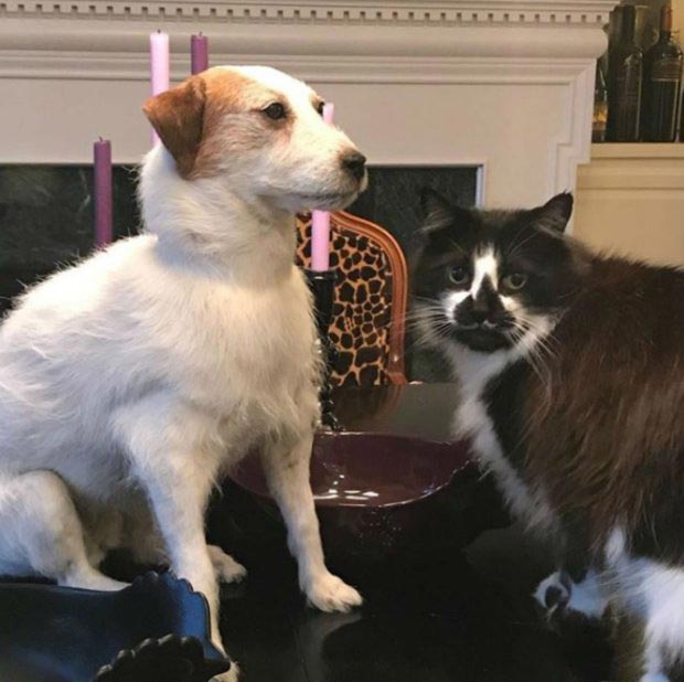 собака стала популярной после смерти, чучело собаки популярность, моя мёртвая собака и я,  My dead dog and me