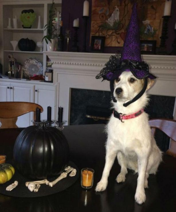 собака стала популярной после смерти, чучело собаки популярность, моя мёртвая собака и я,  My dead dog and me