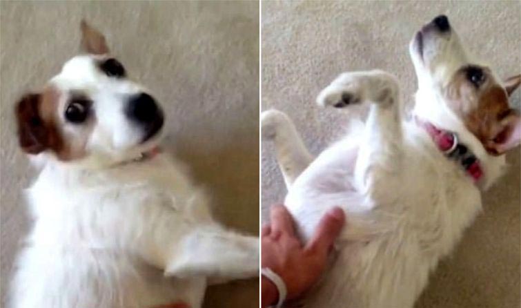 собака стала популярной после смерти, чучело собаки популярность, моя мёртвая собака и я,  My dead dog and me