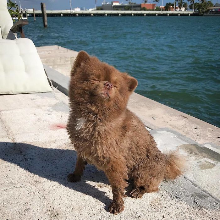 померанский шпиц берт, шпиц похожий на медвежонка