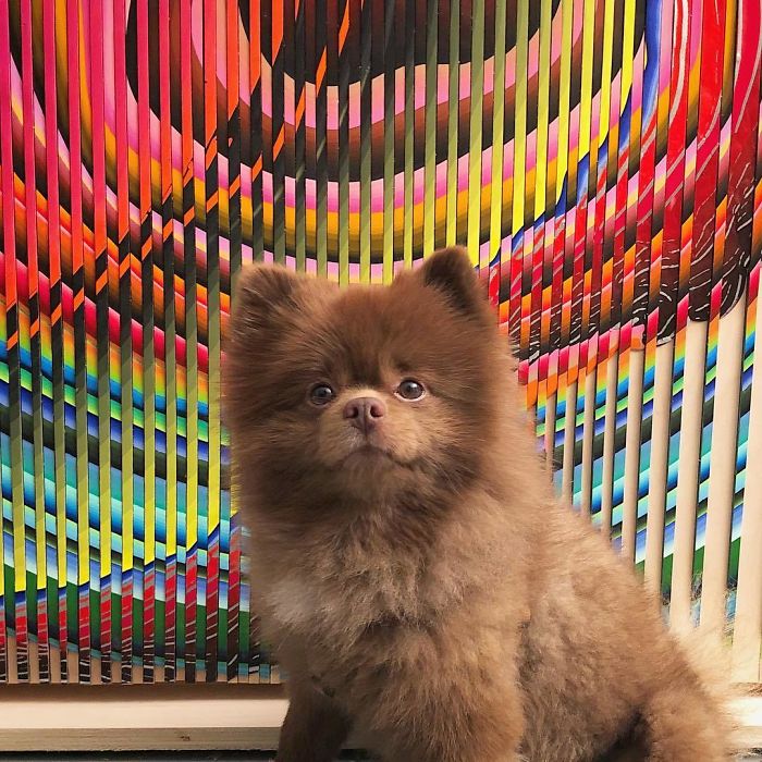 померанский шпиц берт, шпиц похожий на медвежонка