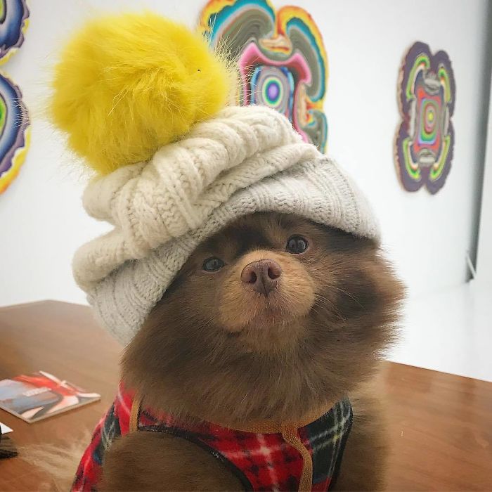 померанский шпиц берт, шпиц похожий на медвежонка