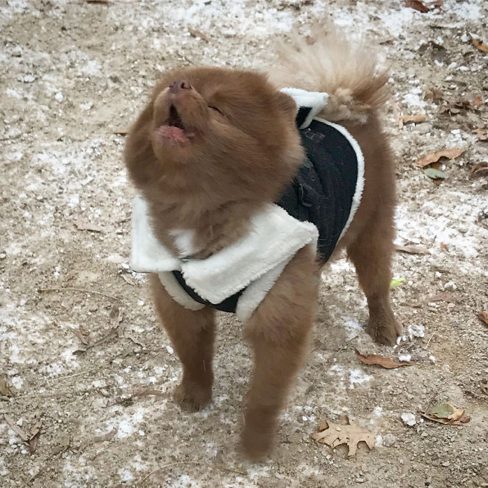 померанский шпиц берт, шпиц похожий на медвежонка