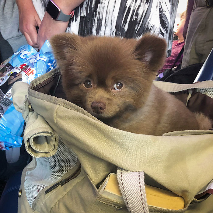 померанский шпиц берт, шпиц похожий на медвежонка