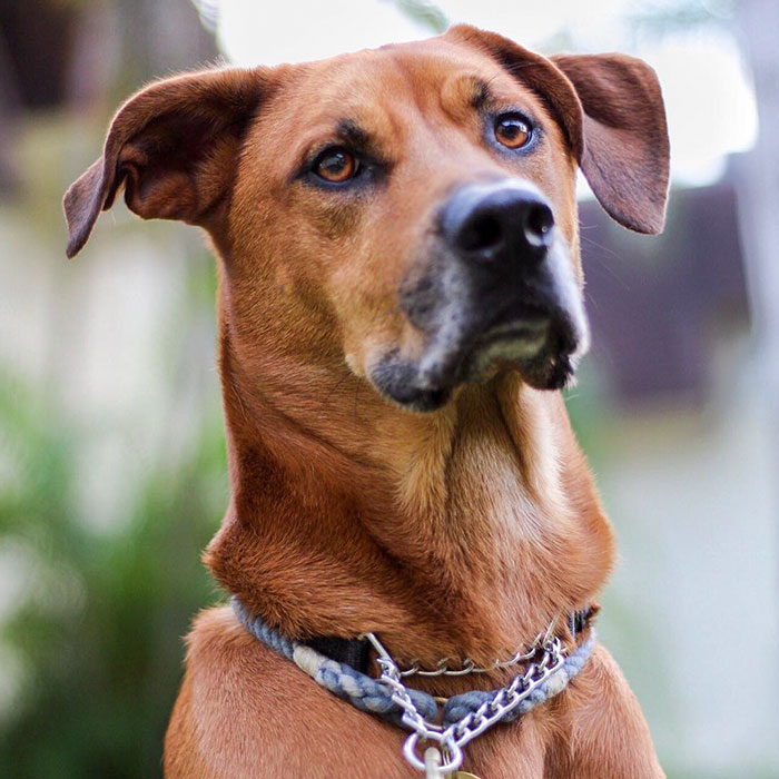 служебная собака Оукли, собака помогла хозяйке справиться с панической атакой, Оукли и Амбер 