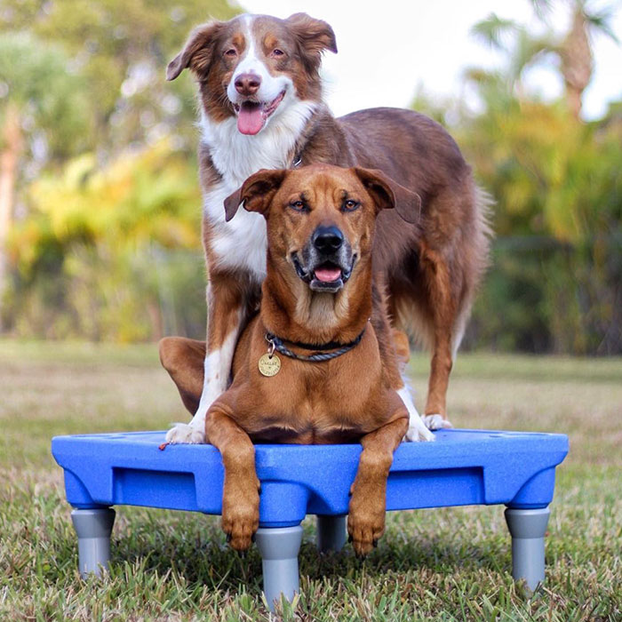 служебная собака Оукли, собака помогла хозяйке справиться с панической атакой, Оукли и Амбер 