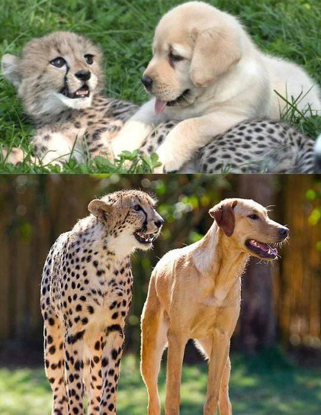 добрые фотографии, вдохновляющие фотографии, сильные фото, фотографии редкой доброты