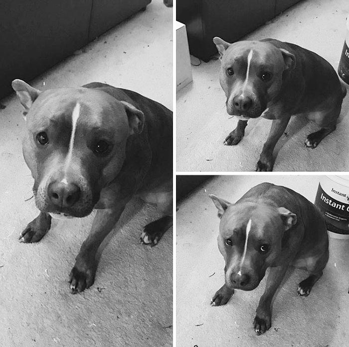 лила питбуль, странный питбуль лила 