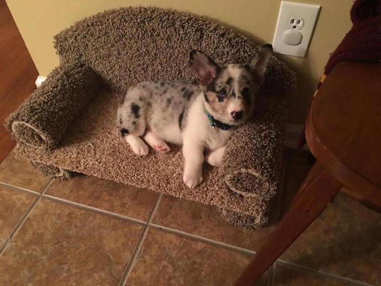 Люди делятся снимками крошечной мебели, которую они купили для своих питомцев, и это мило мебель для домашних животных, мебель для питомцев, домашние животные на маленькой мебели, питомцы мебель