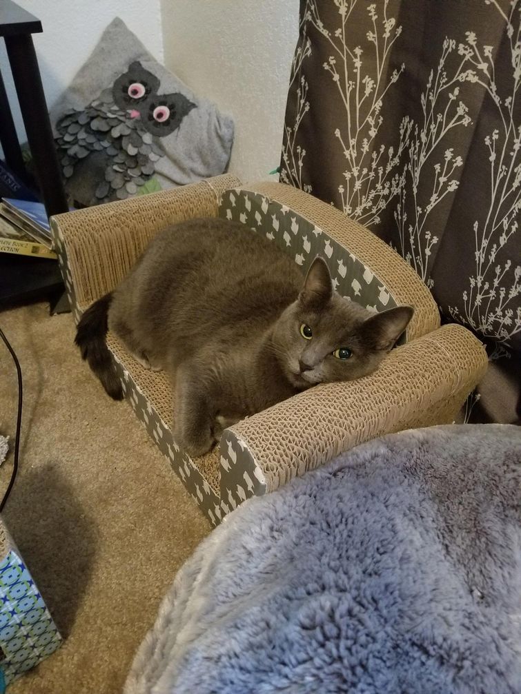 Люди делятся снимками крошечной мебели, которую они купили для своих питомцев, и это мило мебель для домашних животных, мебель для питомцев, домашние животные на маленькой мебели, питомцы мебель