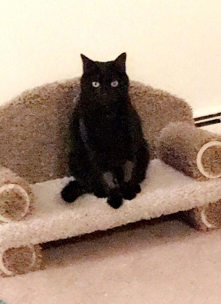 Люди делятся снимками крошечной мебели, которую они купили для своих питомцев, и это мило мебель для домашних животных, мебель для питомцев, домашние животные на маленькой мебели, питомцы мебель