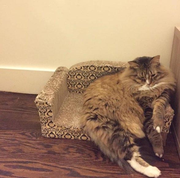 Люди делятся снимками крошечной мебели, которую они купили для своих питомцев, и это мило мебель для домашних животных, мебель для питомцев, домашние животные на маленькой мебели, питомцы мебель